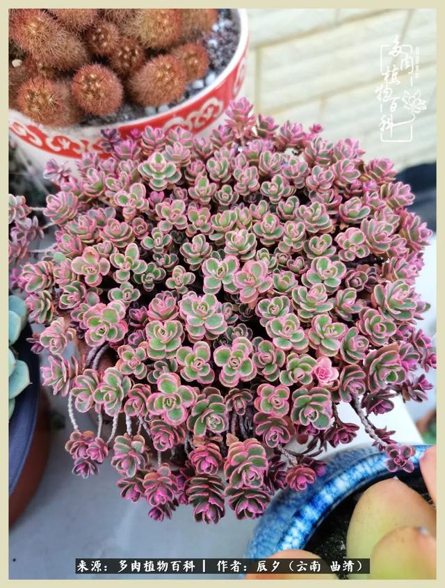 烁玉流金，绿树成荫之时，一直要如夏花般绚烂