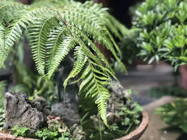 王阳明的“生辰真言”——阳明心学的最高精华