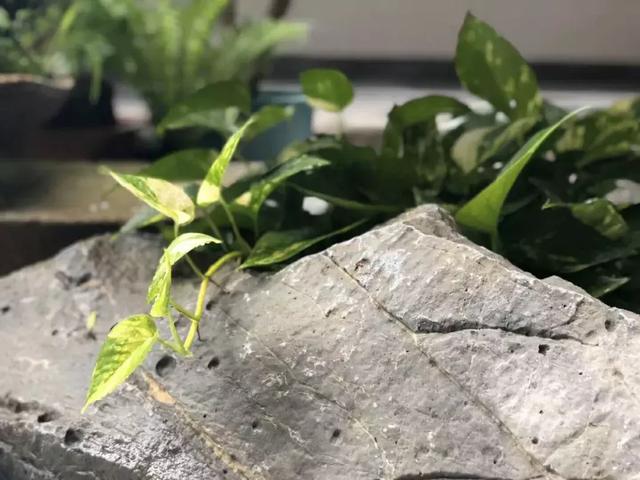 王阳明的“生辰真言”——阳明心学的最高精华