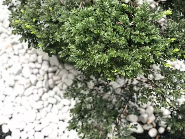 王阳明的“生辰真言”——阳明心学的最高精华