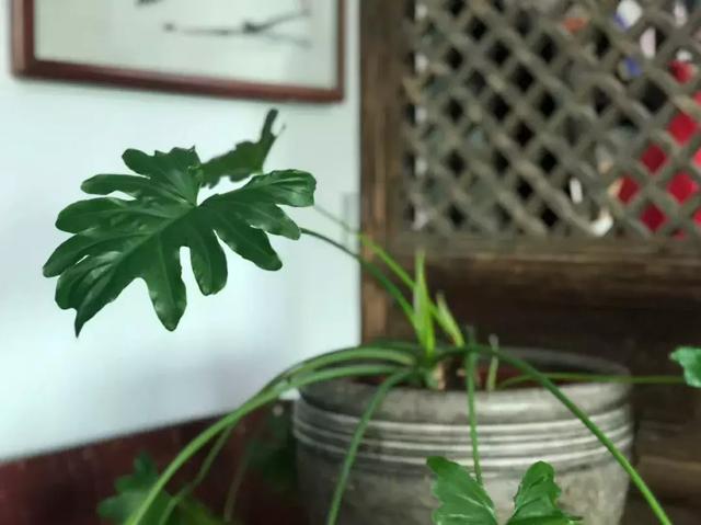 王阳明的“生辰真言”——阳明心学的最高精华