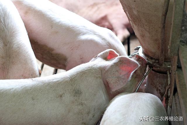 猪脑炎的预防和治疗的“傻瓜”方案