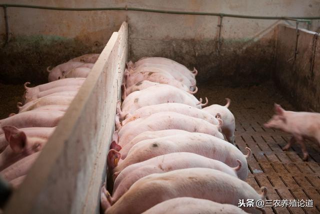 猪脑炎的预防和治疗的“傻瓜”方案