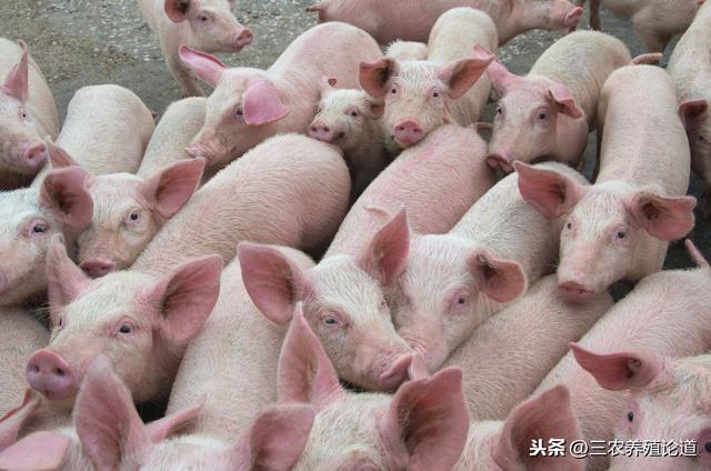 猪脑炎的预防和治疗的“傻瓜”方案
