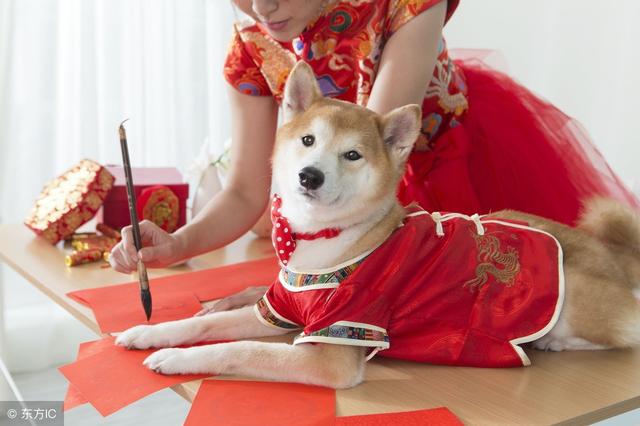 2018狗年，命犯太岁的几大生肖