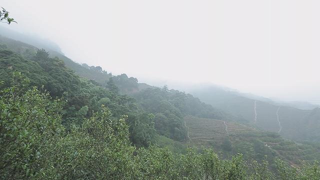 凤凰单丛雷打柴 潮州凤凰单丛 枞韵显著 芝兰香型