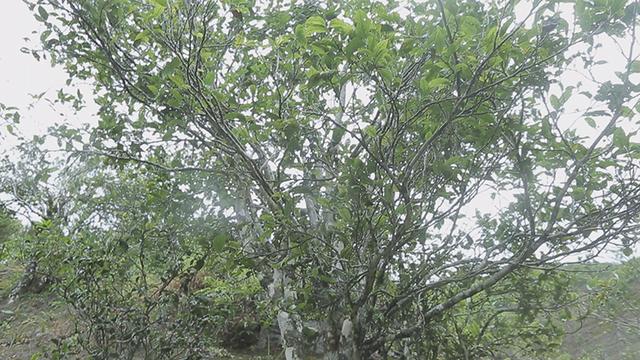 凤凰单丛雷打柴 潮州凤凰单丛 枞韵显著 芝兰香型