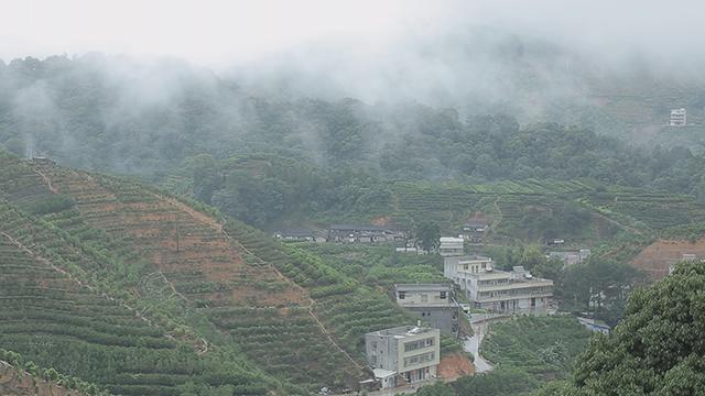 凤凰单丛雷打柴 潮州凤凰单丛 枞韵显著 芝兰香型