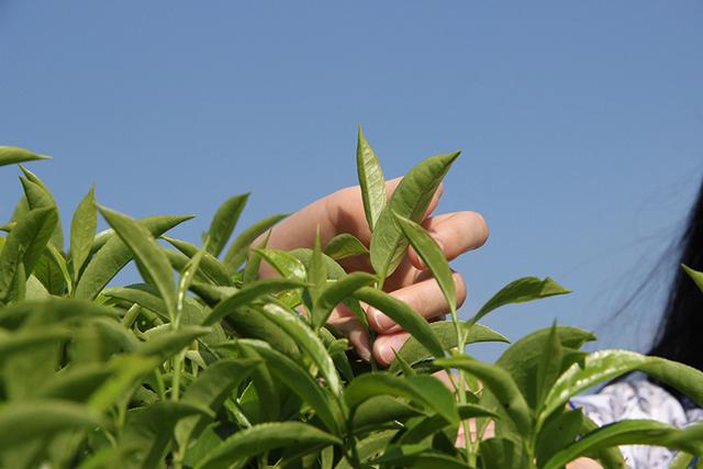 凤凰单丛雷打柴 潮州凤凰单丛 枞韵显著 芝兰香型