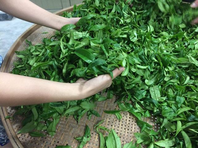 凤凰单丛雷打柴 潮州凤凰单丛 枞韵显著 芝兰香型