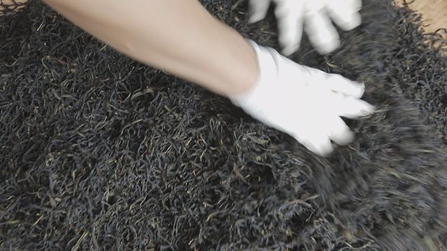 凤凰单丛雷打柴 潮州凤凰单丛 枞韵显著 芝兰香型