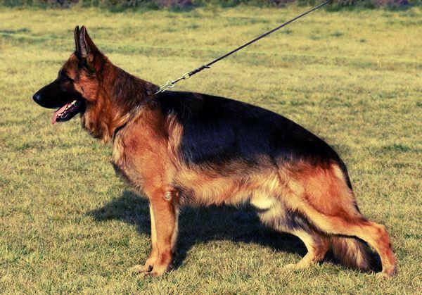 8种方法判断德国牧羊犬是不是纯种