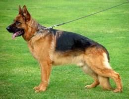 8种方法判断德国牧羊犬是不是纯种