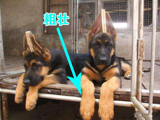 8种方法判断德国牧羊犬是不是纯种