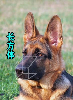 8种方法判断德国牧羊犬是不是纯种