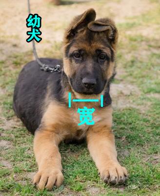 8种方法判断德国牧羊犬是不是纯种