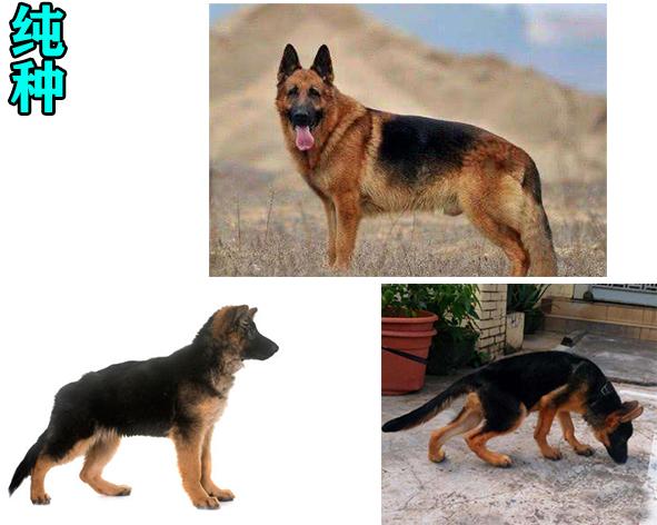 8种方法判断德国牧羊犬是不是纯种