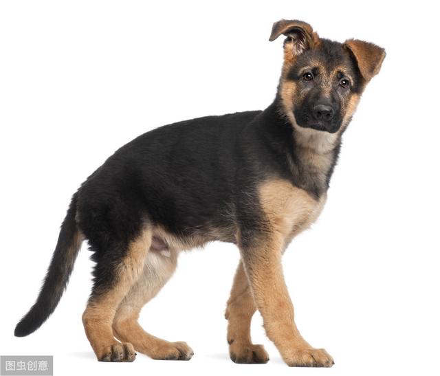 8种方法判断德国牧羊犬是不是纯种