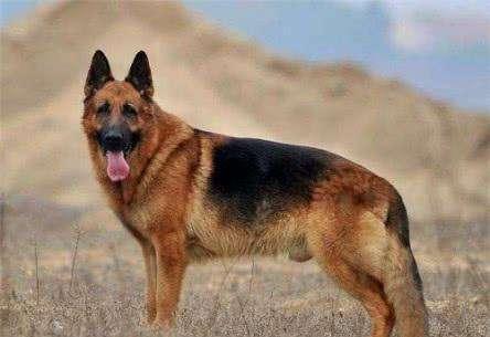 8种方法判断德国牧羊犬是不是纯种
