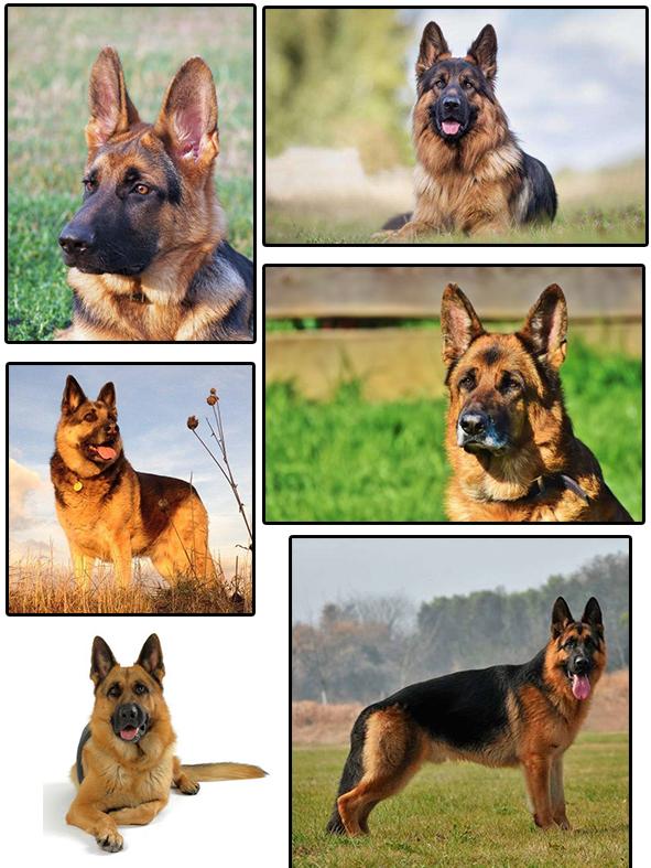 8种方法判断德国牧羊犬是不是纯种