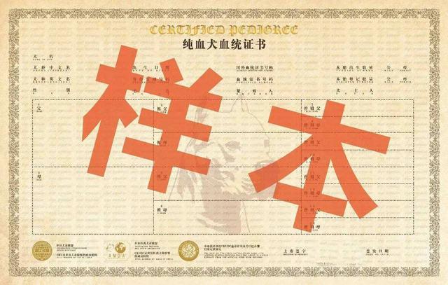 8种方法判断德国牧羊犬是不是纯种