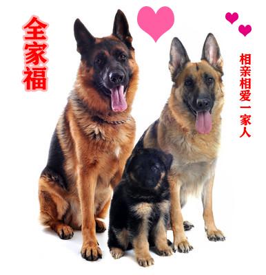 8种方法判断德国牧羊犬是不是纯种