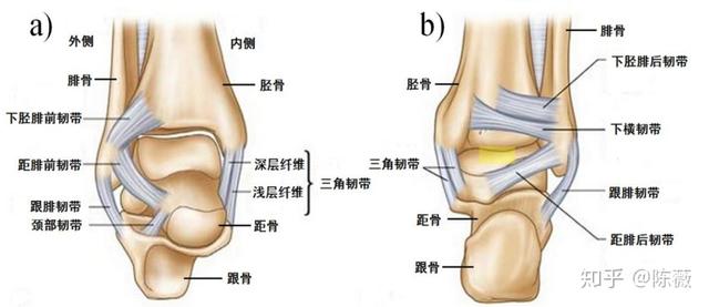 矫形鞋垫对于足外翻矫正效果的生物力学分析