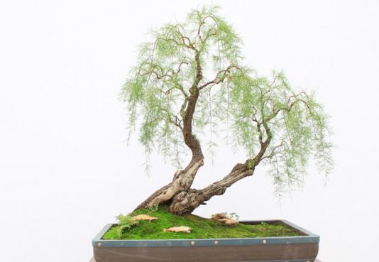 你属于什么命？你的性格是否对照了所属之命的通性？甲乙木篇
