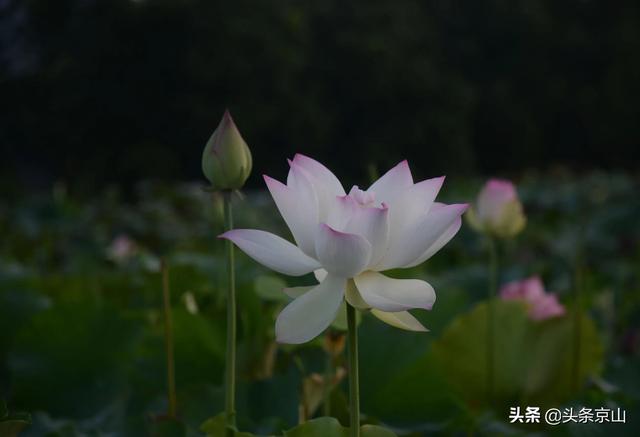 京山：一个摄影爱好者眼中的2021