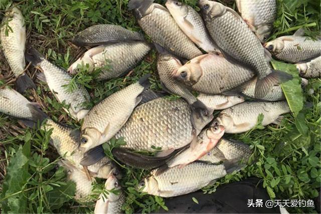 详解飞铅钓法：全飞铅和半飞铅的使用技巧，野钓中经常用得上
