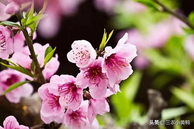 农村俗语“二月逢三卯，农田好收成”啥意思？二月有“三卯”吗？