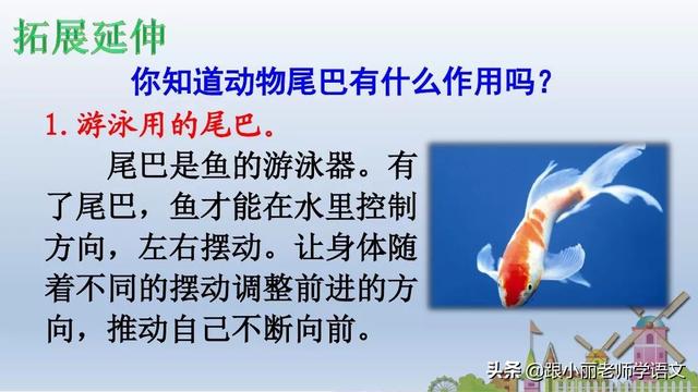统编版一年级语文上册第6课《比尾巴》知识点+图文解读