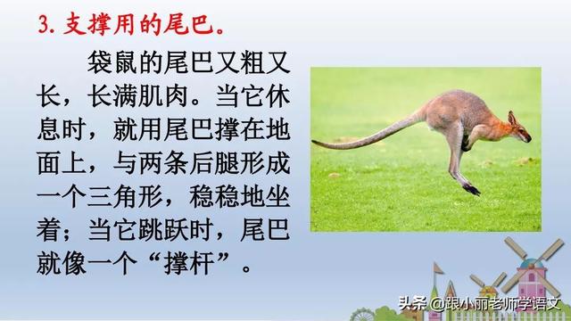 统编版一年级语文上册第6课《比尾巴》知识点+图文解读