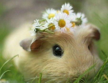 五大生肖财运配对及2018感情运势