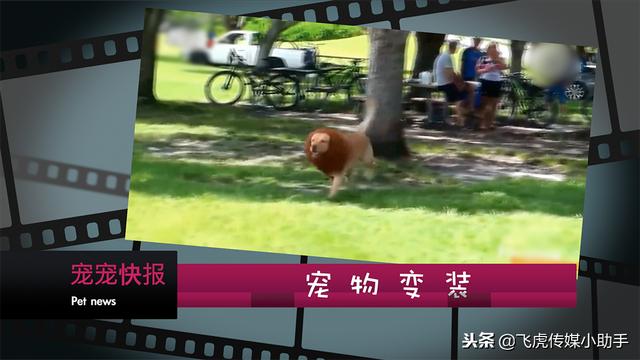 「今晚19点50分」宠宠大不同节目预告