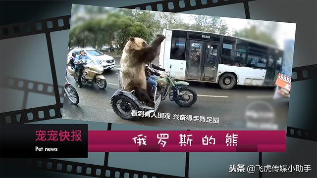 「今晚19点50分」宠宠大不同节目预告