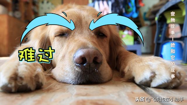 「今晚19点50分」宠宠大不同节目预告