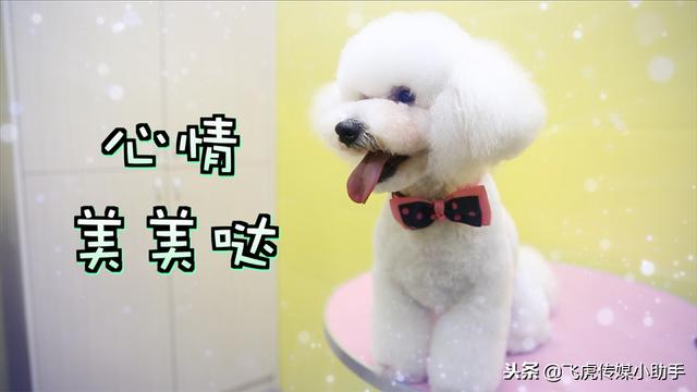 「今晚19点50分」宠宠大不同节目预告