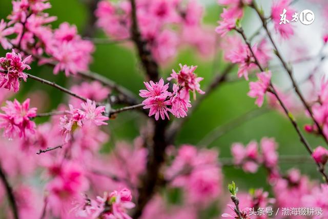 民俗文化：什么样的人有桃花运？