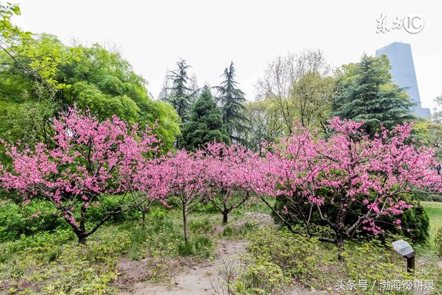 民俗文化：什么样的人有桃花运？