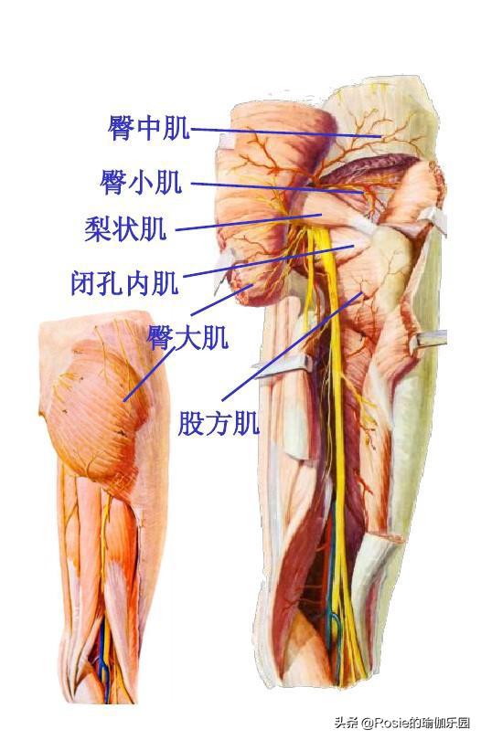 为什么做瑜伽体式头部后仰会恶心难受？为什么髋关节会响？