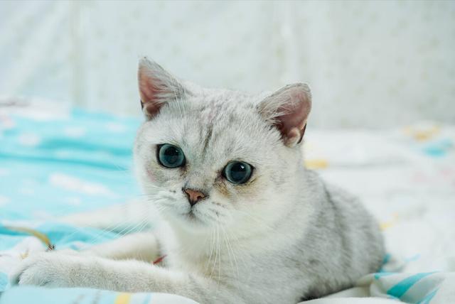 揭露：你竟然还不知道，英短猫常见的毛色？
