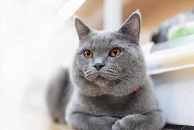 揭露：你竟然还不知道，英短猫常见的毛色？