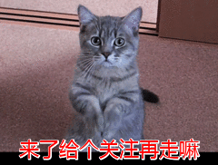 揭露：你竟然还不知道，英短猫常见的毛色？