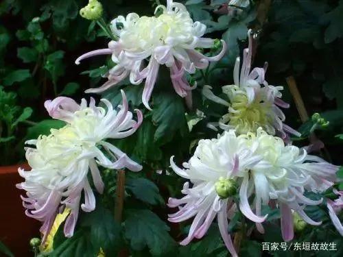 陈丹咏菊诗词五首