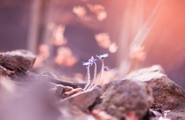 透过生辰看人的行为特征(印星解密)