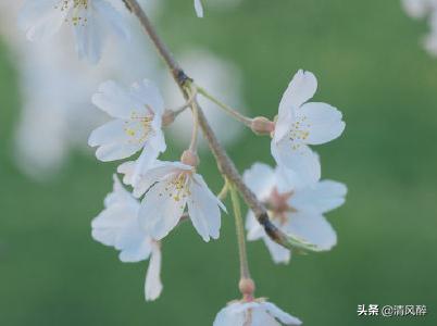 微信生辰说说简短唯美