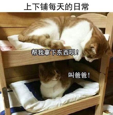 奇葩舍友乱翻我化妆品，还拿A货偷换了我的真包……