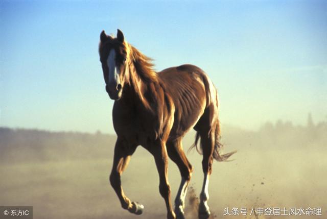 生肖婚姻配对：属马和属兔的相配吗？