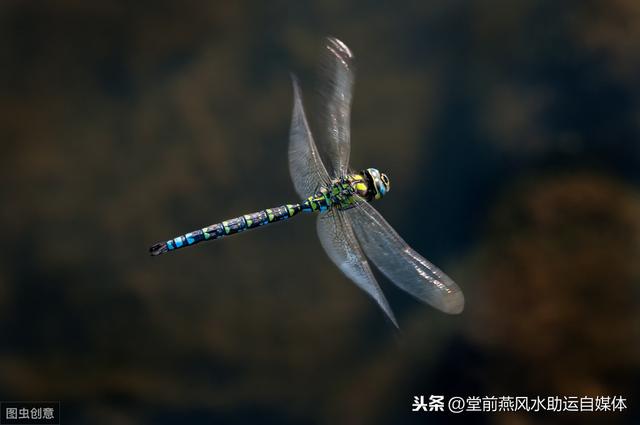 堂前燕命理：批一个生辰的基本步骤